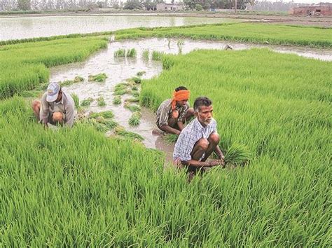 Total Kharif Sowing Over In Almost 90 Of Normal Area Till August 11