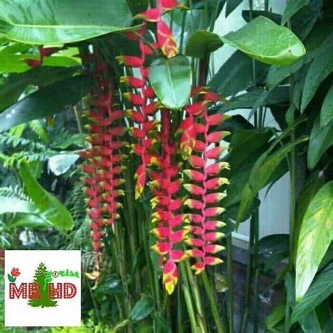 Jual Produk Tanaman Hias Heliconia Pisang Termurah Dan Terlengkap Maret