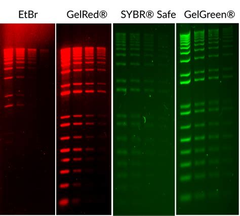 GelGreen Nucleic Acid Gel Stain Biotium