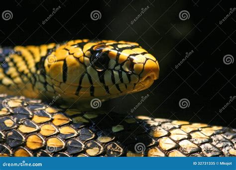 Serpiente Negra Y Amarilla Imagen De Archivo Imagen De Reptil 32731335