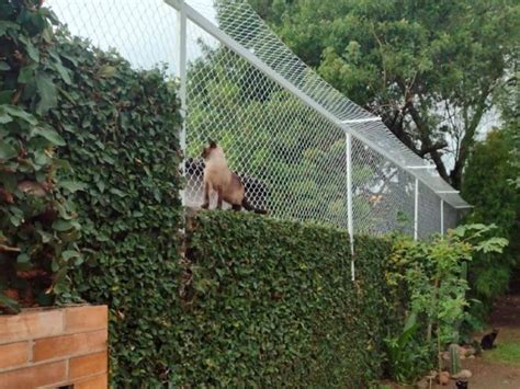 Tela de Proteção para Gatos Miau Protege Tela de Proteção Gato