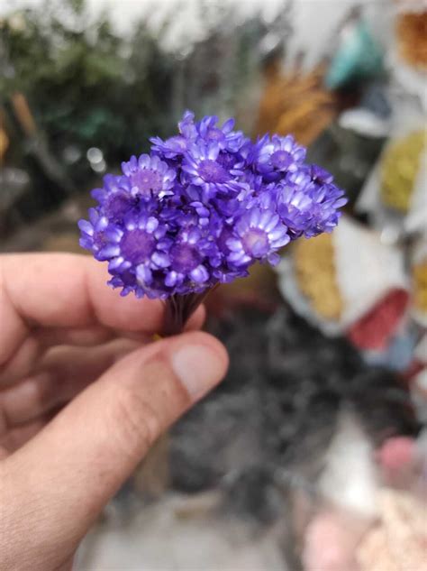 гликсия