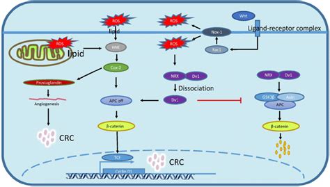 Redox Regulation Of Wntβ Catenin Signaling Pathway And Lipid Download Scientific Diagram