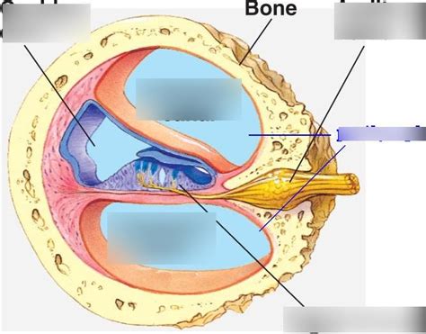 Cochlear Anatomy Diagram Quizlet