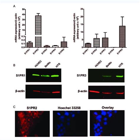 S Pr Receptor Mediates S P Induced Il Secretion In Bewo Cells H