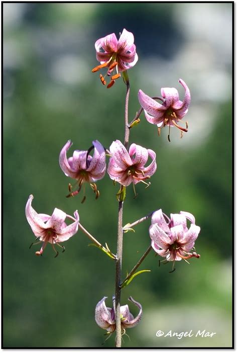 Flores y Bichos Lilium martagon Aigüestortes y Estany de Sant