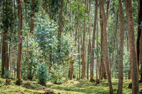 Rwanda's Parliament Passes Bill to Tighten Tree-Cutting Regulations