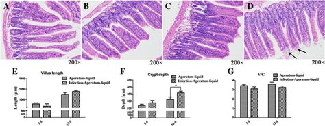 Histopathological Changes In The Ileal Mucosa A B Histological