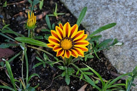 Gazania × hybrida - Изображение особи - Плантариум