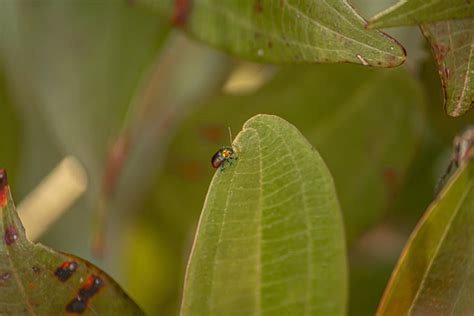 Photograph of a Bug on a Green Leaf · Free Stock Photo