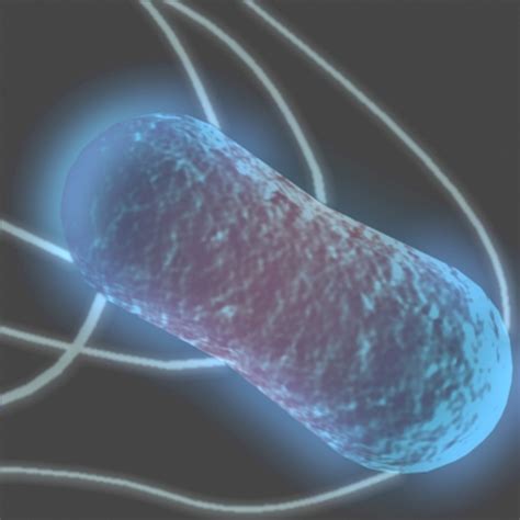 3d model salmonella bacteria