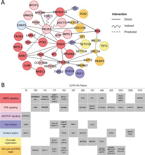 Of Most Relevant Genes Somatically Mutated In Clpd Nk Functions And