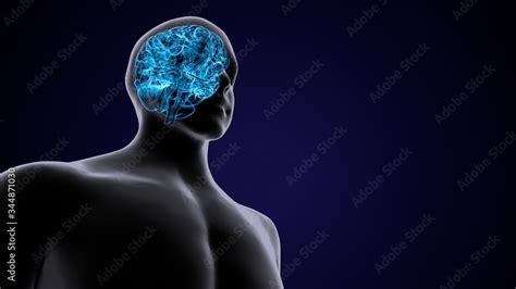 3D Illustration Human Brain Anatomy Stock Illustration | Adobe Stock