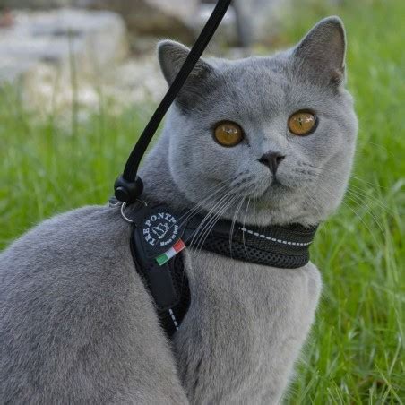 Harnais Confort Pour Chien Et Chat TRE PONTI Avec Cordon Noir