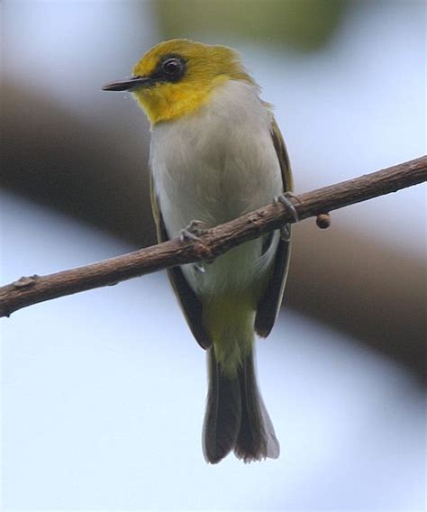 Gambar Burung Pleci Tarung Jago