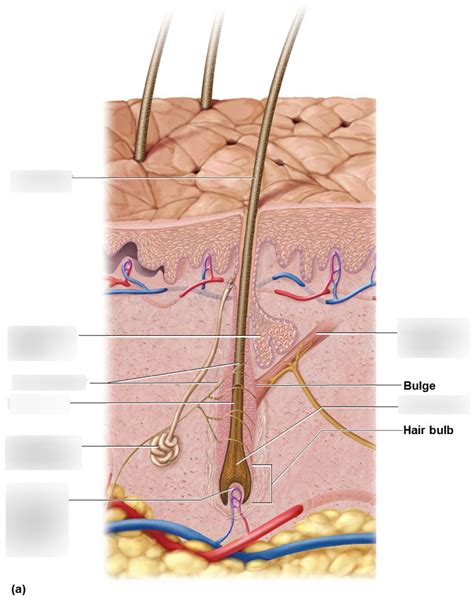 Integumentary System Pt Diagram Quizlet