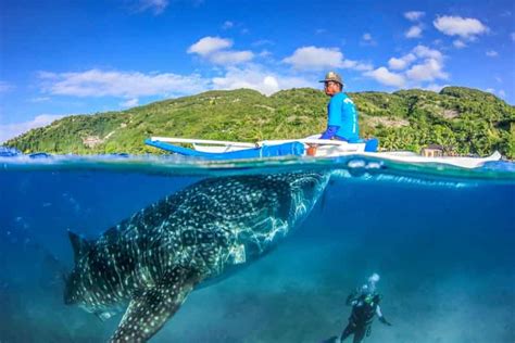 Cebu Oslob Whale Shark Monkey Moalboal Turtle Adventure Getyourguide