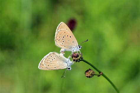 Grand Prix der Biodiversität Naturschutzbund Österreich