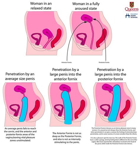 So Has Anyone Had A Cul De Sac Orgasm Then Xnxx Adult Forum