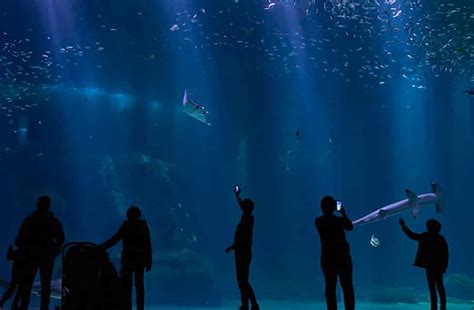 Les 10 Meilleurs Aquariums De France