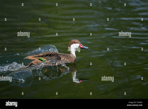 The Red Billed Teal Or Red Billed Duck Is A Dabbling Duck Which Is An