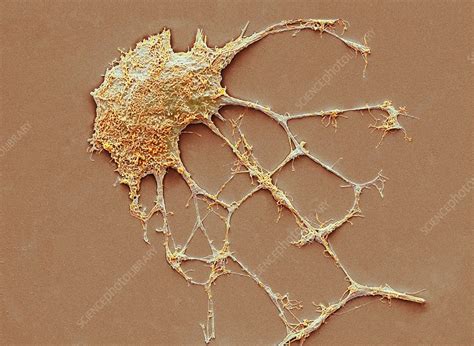 Neurone Sem Stock Image C Science Photo Library