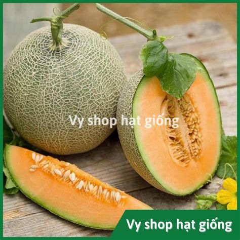 Mua Hạt giống dưa lưới ruột cam Lemon Cat Thái Lan gói 50 hạt giá rẻ ...