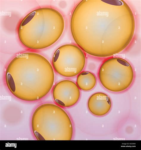 Adipose Tissue Fat Cells Adipocytes Stock Vector Image Art Alamy