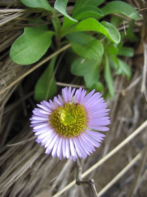 Native Plants of Oregon