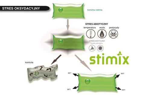 Stimix: fasola - groszek - soja - ziemniaki - cebula - czosnek