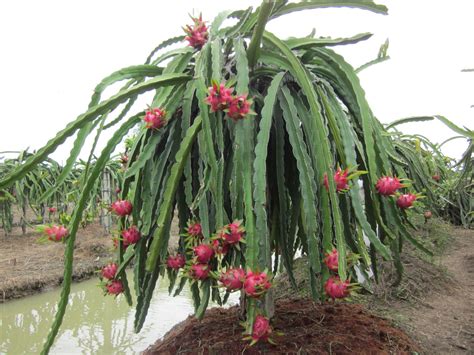 Thanh Long Ruột đỏ