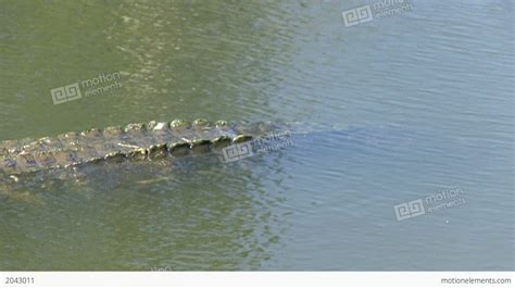 Alligator In A Lake Stock video footage | 2043011