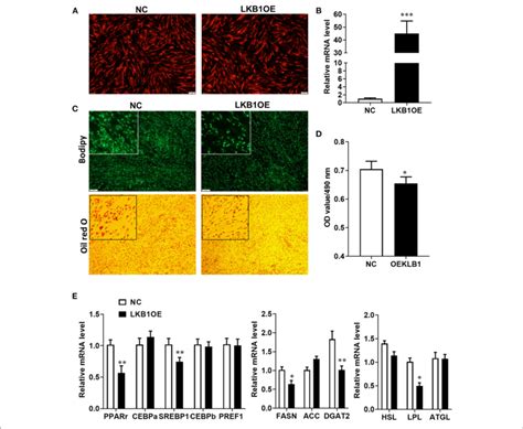 Overexpression Of LKB1 Inhibits Intramuscular Adipocyte Lipid