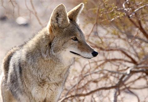 Spring Wildlife Of Southern California Naturetrek