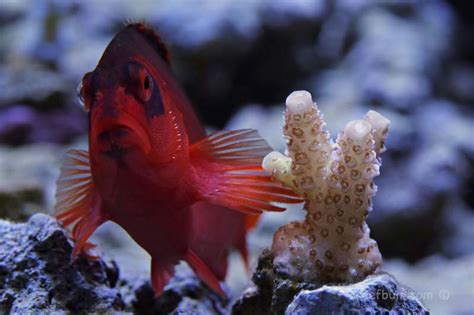 Focus on Fish – Flame Hawkfish - ReefBum