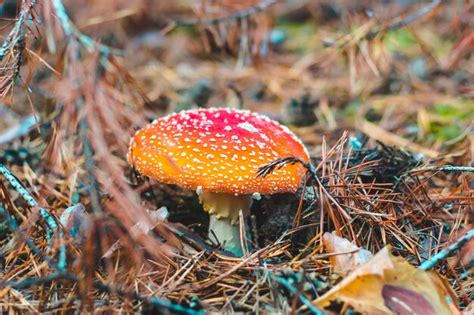 Seta Venenosa Amanita Con Gorra Roja En El Bosque Peligro Del Ag Rico