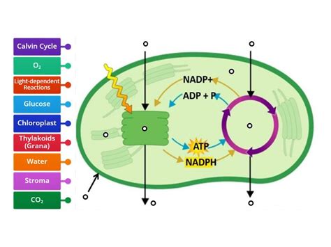 Photosynthesis Diagram - Labelled diagram