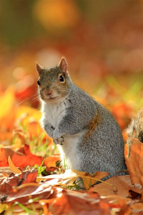 An Autumn Squirrel Grey Squirrel Squirrel Animals