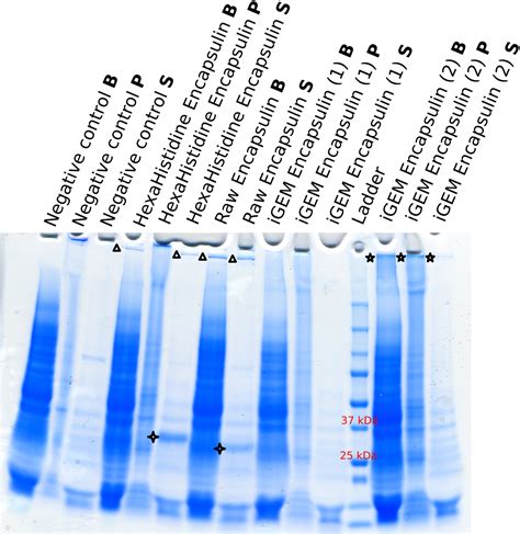 Part Bba K Parts Igem Org