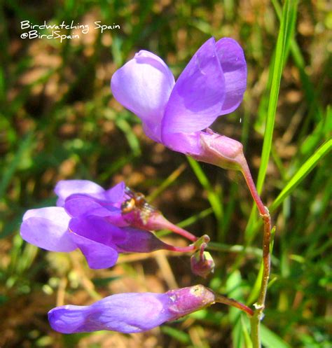 Mediterranean plants tour and orchids | Birdwatching Spain