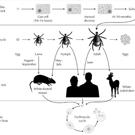 Pdf Babesiosis An Update On Epidemiology And Treatment