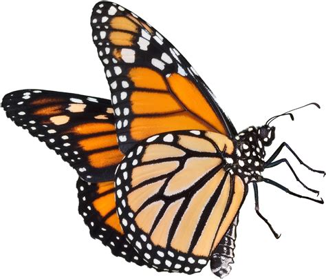 Download Butterflies Icon Monarch Butterfly Transparent Background