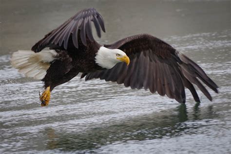 Bald Eagle's Catch - Erin Gatfield Photography