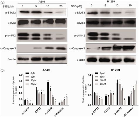 Saikosaponin D Inhibits Proliferation And Induces Apoptosis Of Non