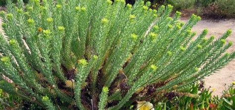 Horned Spurge Euphorbia Ceratocarpa Growing Guides