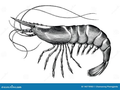 Shrimp Clip Art Stock Illustrations – 994 Shrimp Clip Art Stock ...