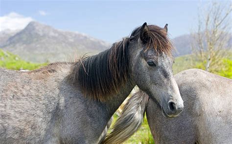 200+ Connemara Horse Stock Photos, Pictures & Royalty-Free Images - iStock