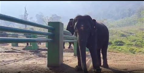 டாப்ஸ்லிப்பில் யானை பொங்கல் கொண்டாட்டம் இது என்ன புதுசா இருக்கே