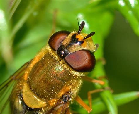 Free Images : nature, flower, fly, wildlife, flora, fauna, invertebrate ...