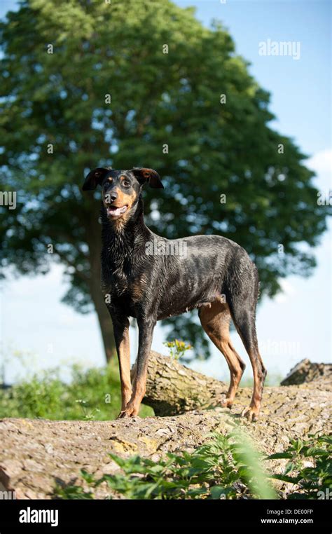 Doberman Pinscher Standing Hi Res Stock Photography And Images Alamy